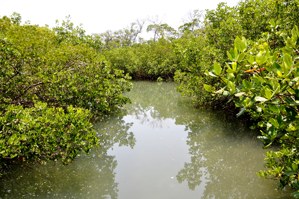 view from the boardwalk at Coquina Bay Walk